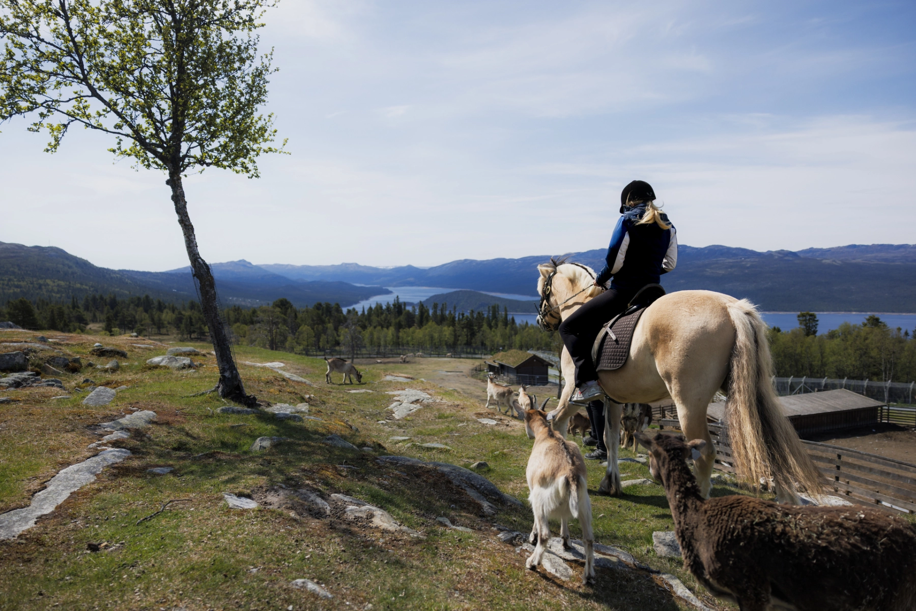 A girl riding on a horse