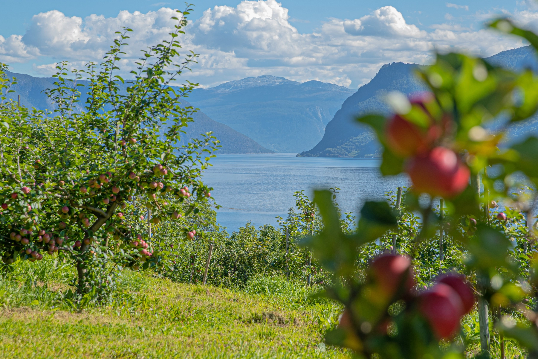 Epler ved Sognefjord - Håvard Nesbø, Visit Sognefjord